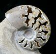 Polished Ammonite Fossil With Stone Base - Tall #20181-1